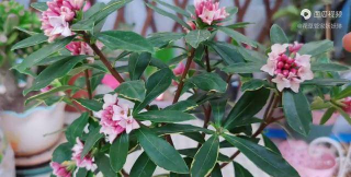 小众送妈妈的花有哪些花