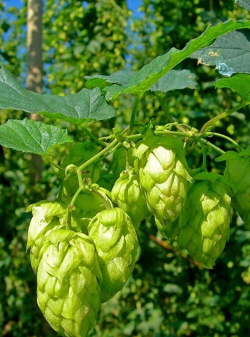 啤酒花是什么东西