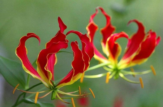 小众送妈妈的花有哪些花