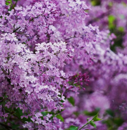 小众送妈妈的花有哪些花