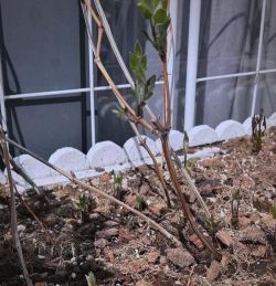 小众送妈妈的花有哪些花