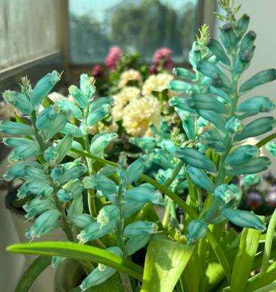 小众送妈妈的花有哪些花