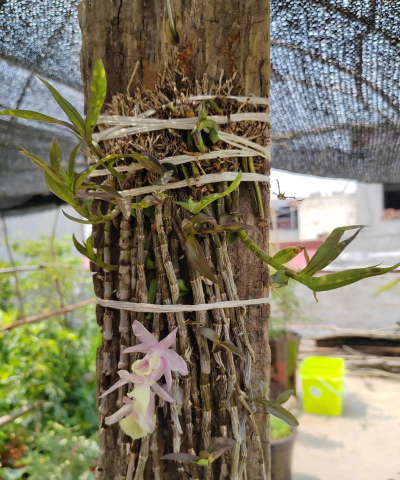 小众送妈妈的花有哪些花