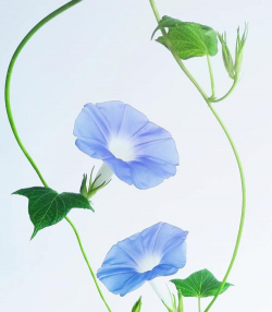 小众送妈妈的花有哪些花