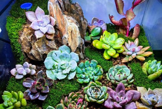 小众送妈妈的花有哪些花