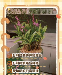 小众送妈妈的花有哪些花