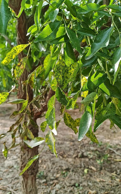 枣树叶子密密麻麻的是怎么回事