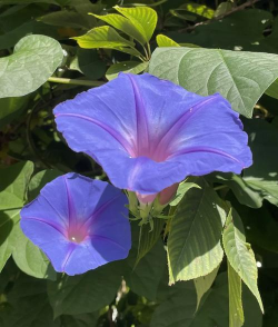 小众送妈妈的花有哪些花