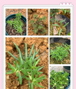 小众送妈妈的花有哪些花