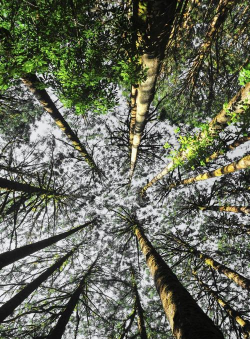 小众送妈妈的花有哪些花