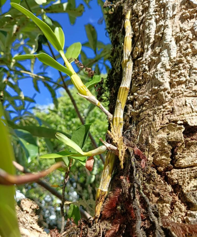 小众送妈妈的花有哪些花