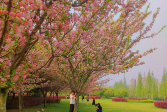 小众送妈妈的花有哪些花