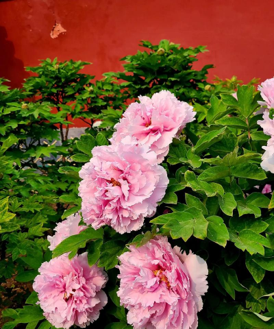 小众送妈妈的花有哪些花