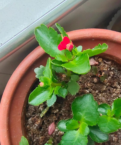 小众送妈妈的花有哪些花