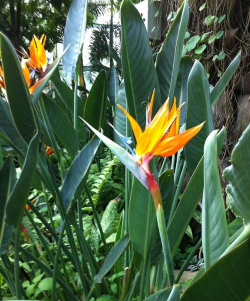 小众送妈妈的花有哪些花