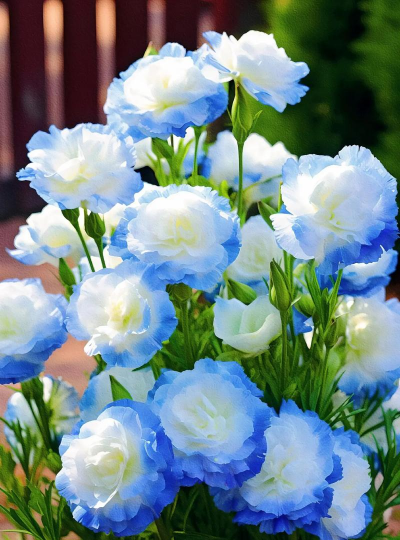 小众送妈妈的花有哪些花