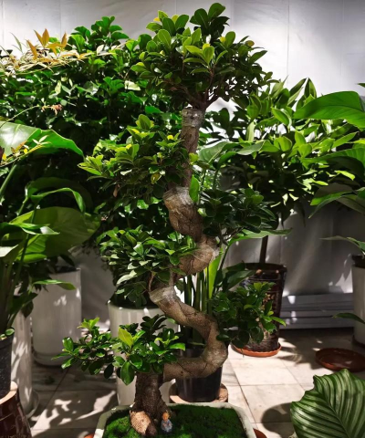 小众送妈妈的花有哪些花