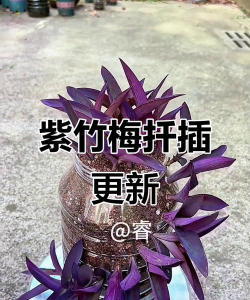 小众送妈妈的花有哪些花