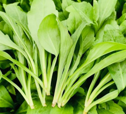 春天成熟的蔬菜有哪些