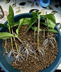 小众送妈妈的花有哪些花