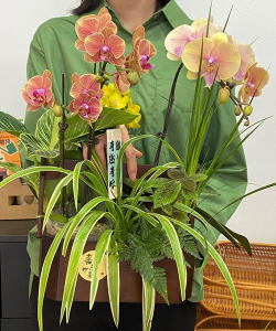 小众送妈妈的花有哪些花