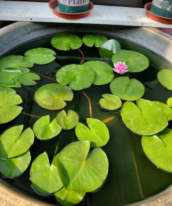 小众送妈妈的花有哪些花