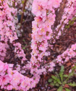 小众送妈妈的花有哪些花