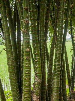 最漂亮的竹子品种