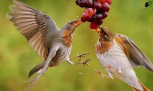 小众送妈妈的花有哪些花