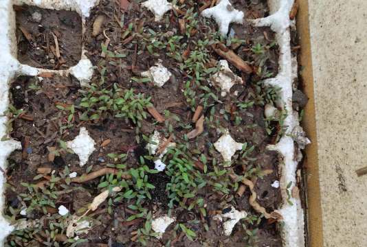 小众送妈妈的花有哪些花