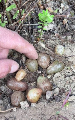 小众送妈妈的花有哪些花