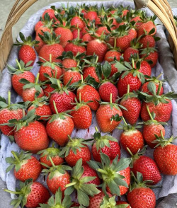 比隋珠草莓更好的草莓品种