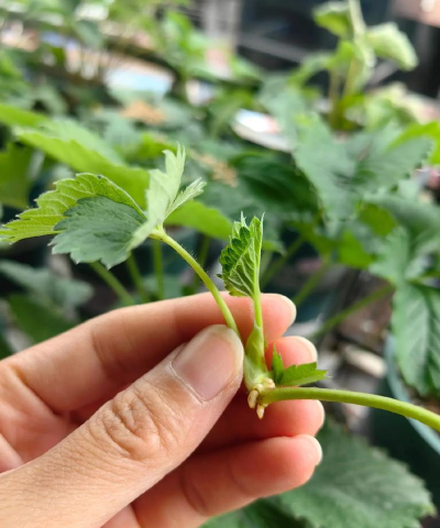 小众送妈妈的花有哪些花