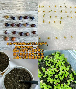 小众送妈妈的花有哪些花