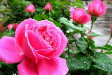 小众送妈妈的花有哪些花