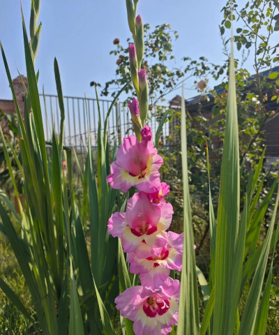 小众送妈妈的花有哪些花