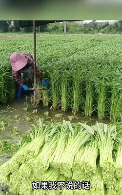 水田能种植怎么蔬菜