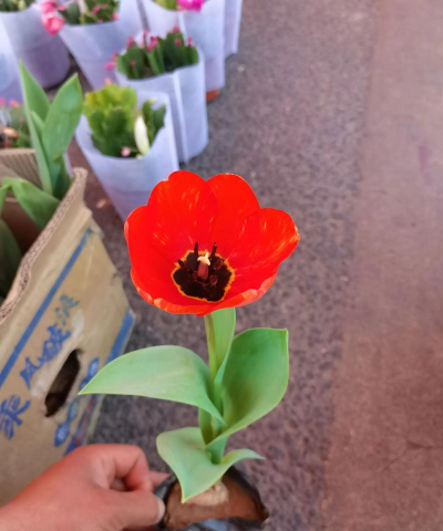 小众送妈妈的花有哪些花