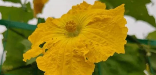 小众送妈妈的花有哪些花