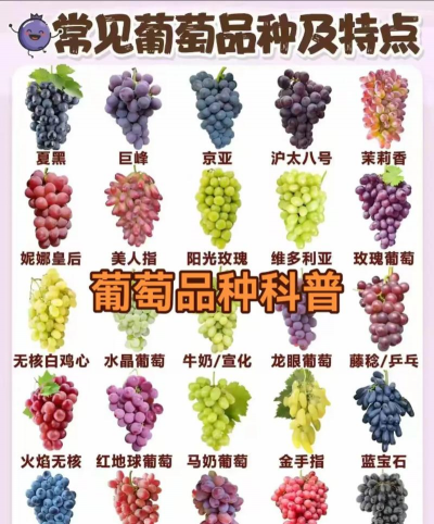 常见葡萄品种