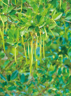 小众送妈妈的花有哪些花