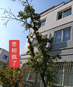 小众送妈妈的花有哪些花