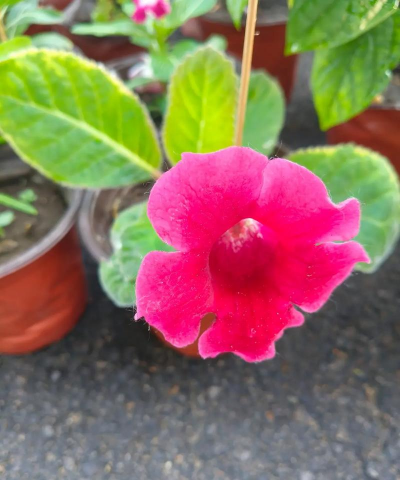 小众送妈妈的花有哪些花