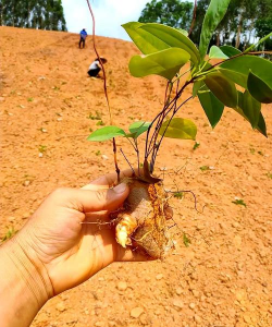小众送妈妈的花有哪些花