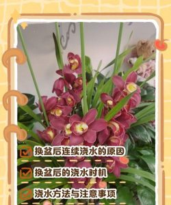 小众送妈妈的花有哪些花