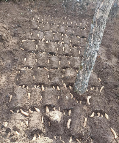 小众送妈妈的花有哪些花