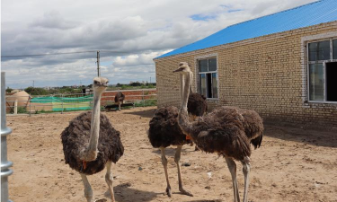 小众送妈妈的花有哪些花
