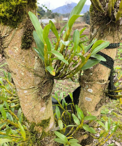 小众送妈妈的花有哪些花