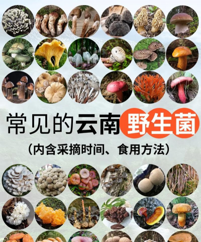 云南野生菌种类图及名