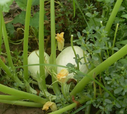 金丝绞瓜怎么种植